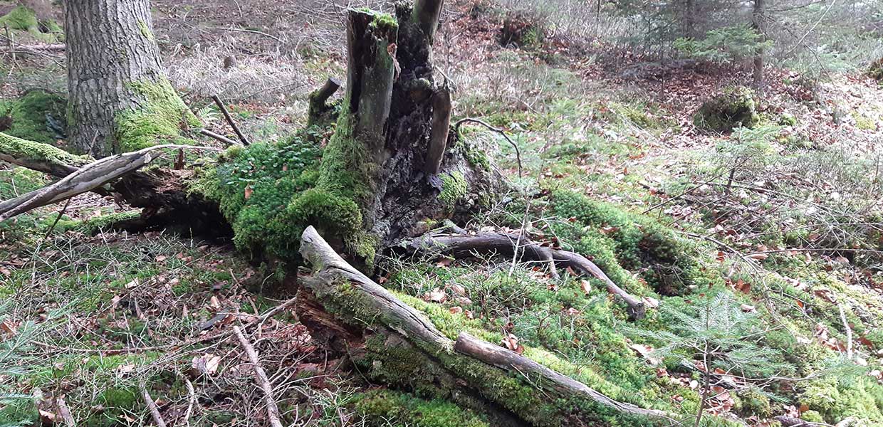 Baumstamm und abgestorbener Stamm mit Moos bewachsen