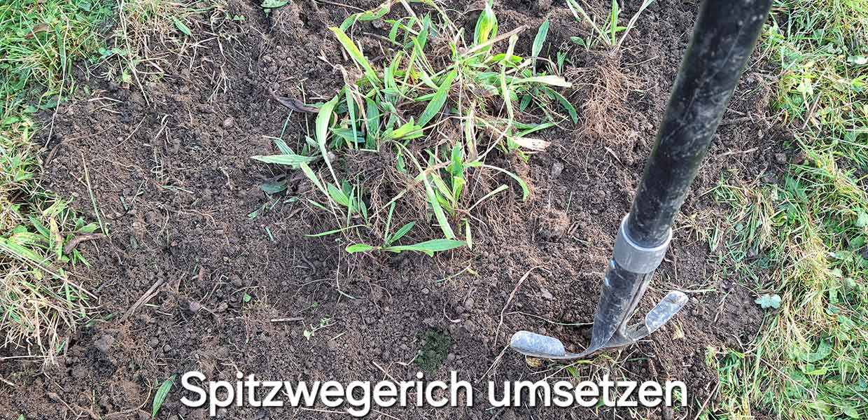 Spitzwegerich und ein Spaten - Umsetzen von Spitzwegerich
