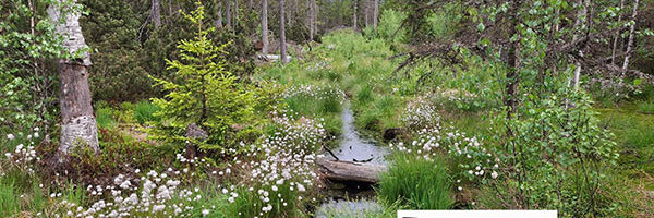 Tannermoor-Schnappschuss2025