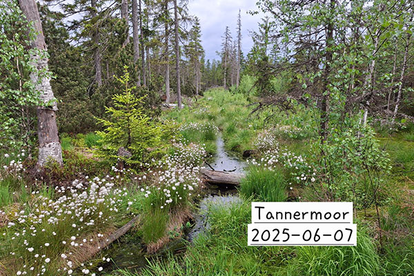 Tannermoor-Schnappschuss2025 Tannermoor-Schnappschuss2025