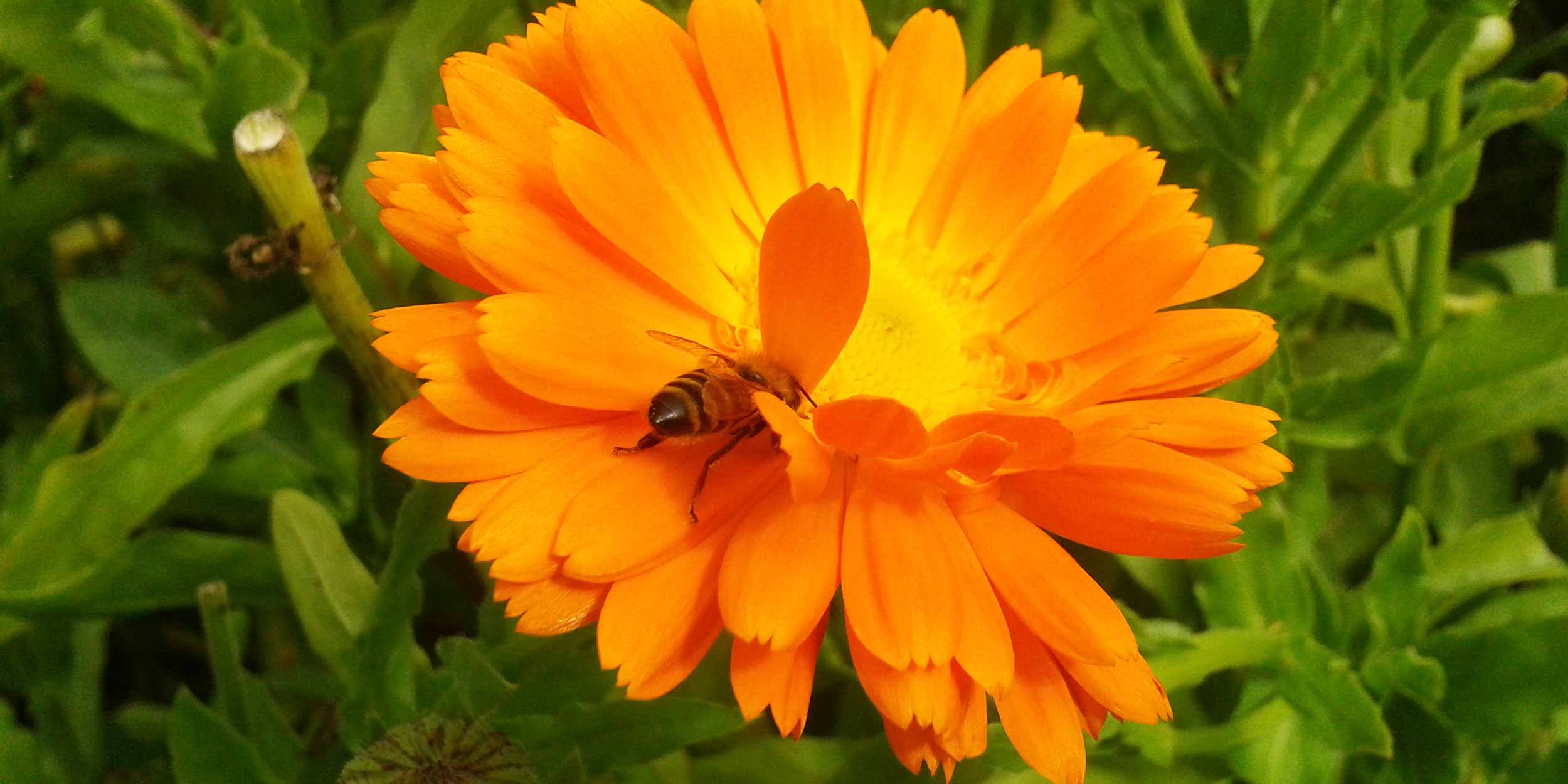 Ringelblume mit Biene