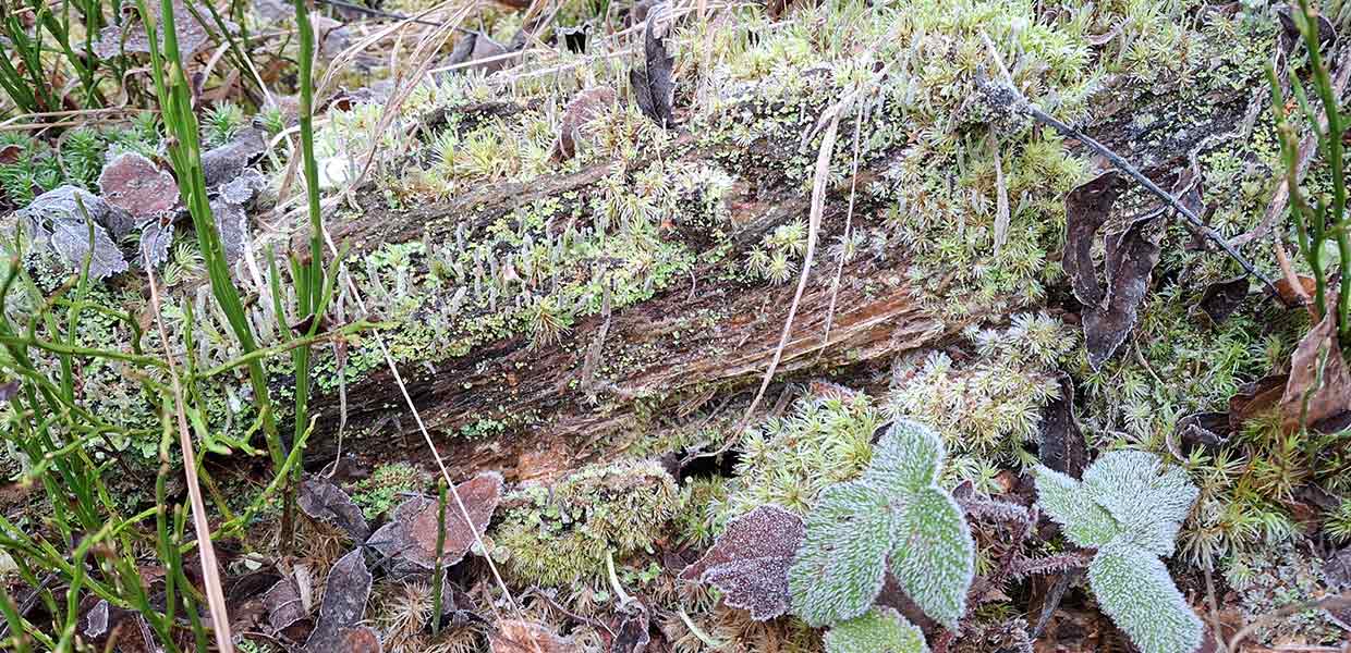 Biodiversität im Walt, von Moos und Pflanzen besetztes Totholz im Wald