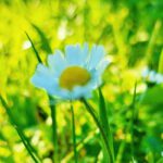 Gänseblümchen in Großaufnahme