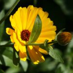 Ringelblume gelb Ringelblume in Großaufnahme
