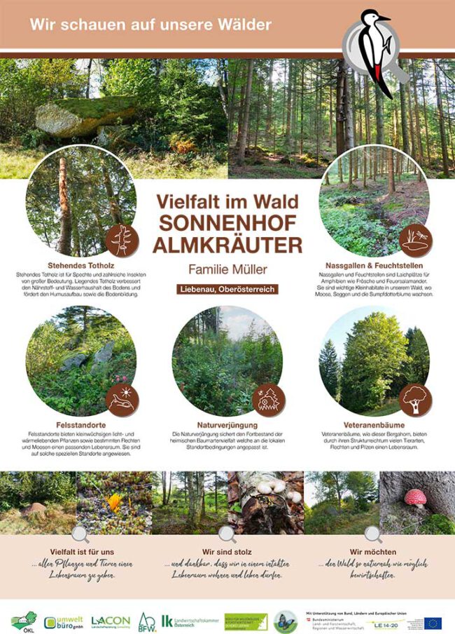 Plakat Vielfalt im Wald