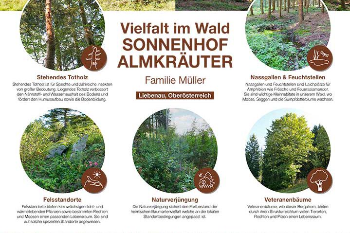 Plakat Vielfalt im Wald