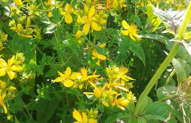 Johanniskraut Johanniskraut