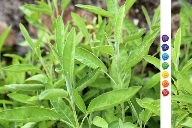 Salbeipflanzen und die 7 Chakrenfarben und -Symbole rechts eingeblendet.