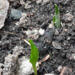 zwei BärlauchTriebe in der Erde