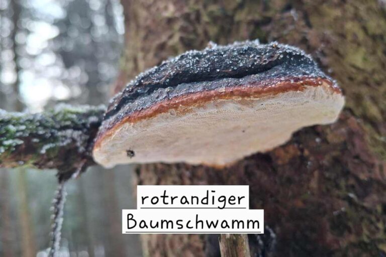 rotrandiger Baumschwamm