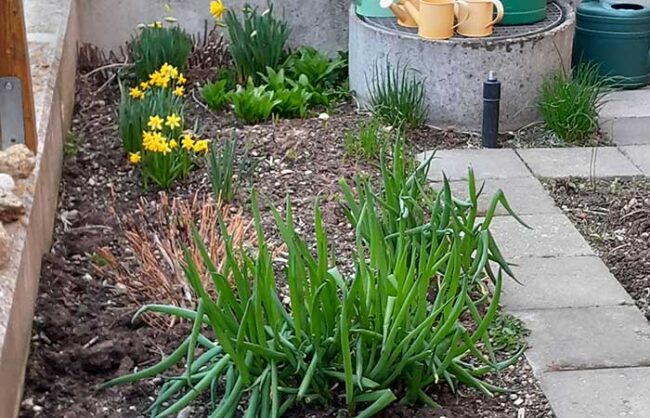 Beete_Maerz Beet im Frühling mit Narzissen, Zwiebelgewächsen und Bärlauch