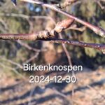 Birkenknospen