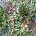 Löwenzahnwurzeln und Blätter