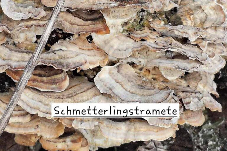 Baumheilpilz Schmetterlingstramete