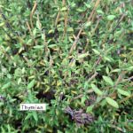 Thymian