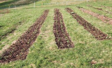 Wiese mit Anbaustreifen und frisch gesetzten Goldmelisse-Pflanzen