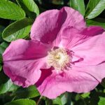 Apfelrosenbluete