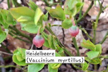 Heidelbeerblätter und zwei Blüten