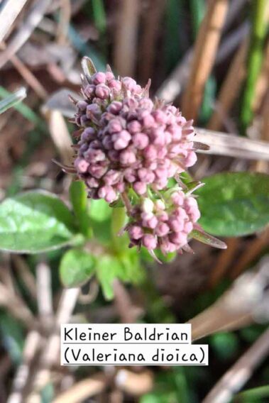 Rosarote Blüte des Kleinen Baldrian