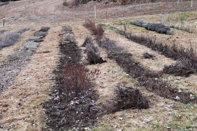 Kraeutergarten-April2