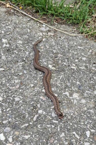 Baby-Kreuzotter auf einem Kieselweg.
