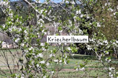 Mehrere Äste mit Kriecherlblüten