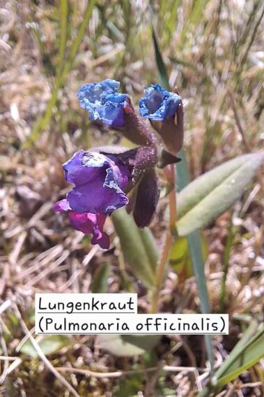 Lungenkraut