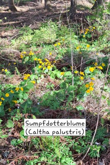 Sumpfdotterblumen am Waldboden