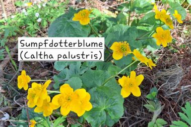 Sumpfdotterblume am Waldboden