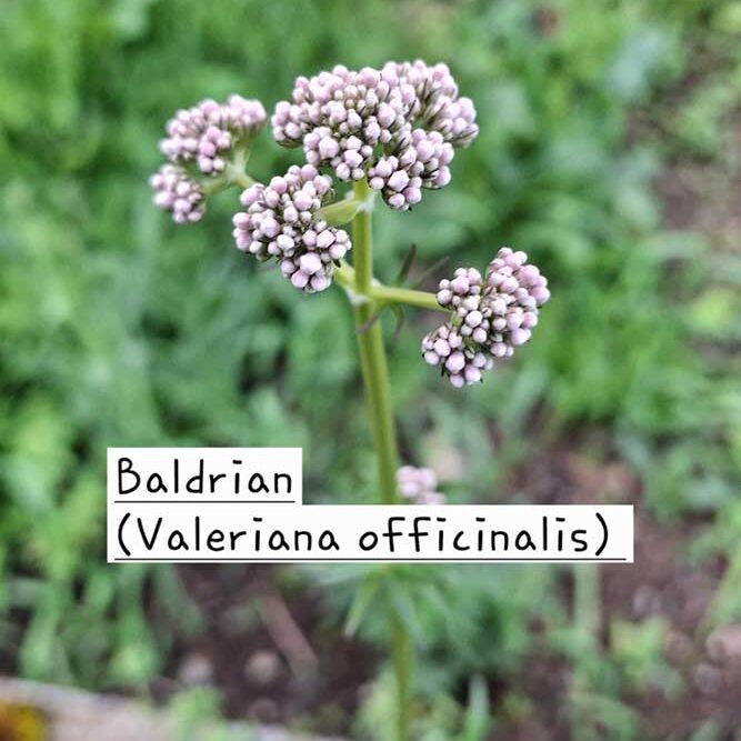 Blühende Baldrianpflanze