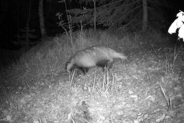 Ein Dachs in der Nacht im Wald