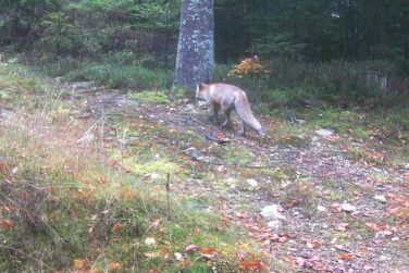 Ein Fuchs im Wald unterwegs