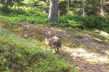 hoppelnder Hase im Wald