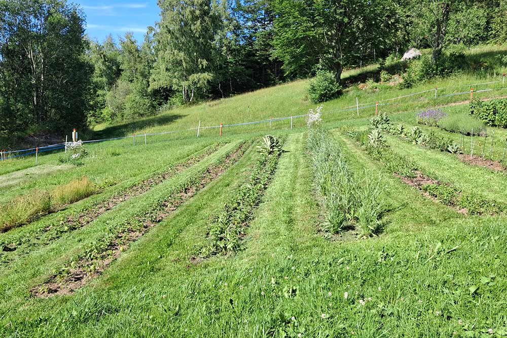 Kraeuterfeld ein Kräuterfeld mit einzelnen Kräuterzeilen
