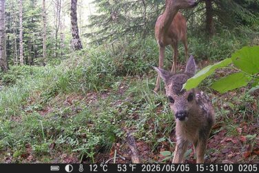 Rehmutter und Rehkitz im Wald