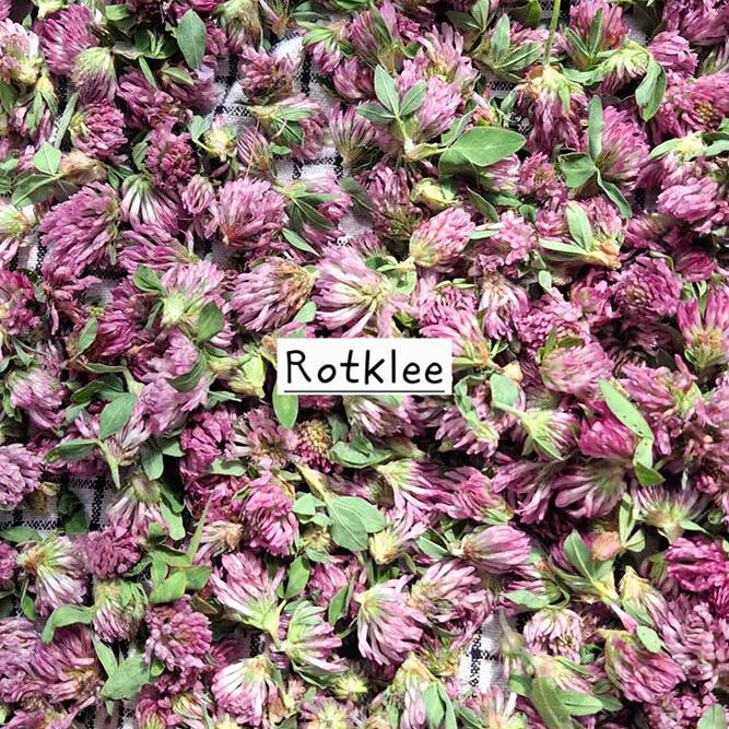 Viele Blüten vom Rotklee