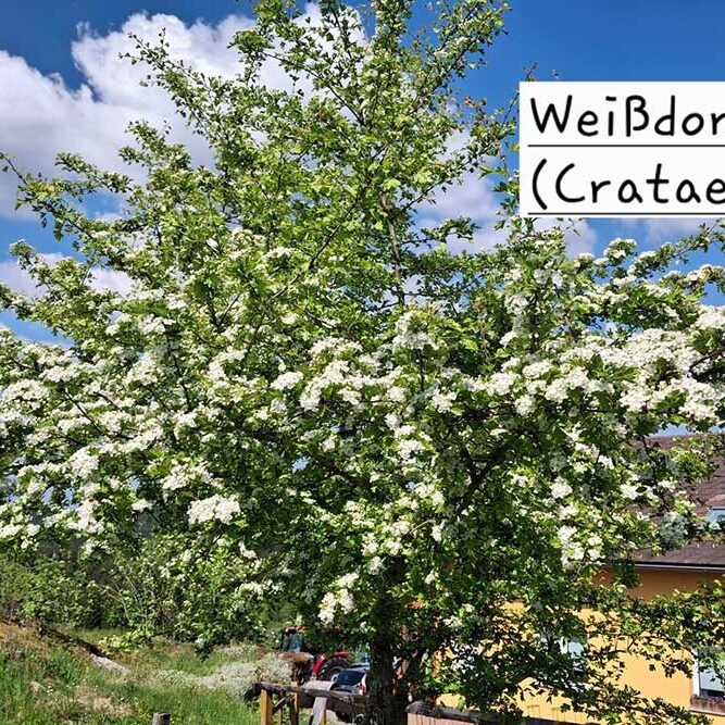 Blühender Weissdornbaum