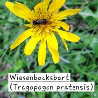 Wiesenbocksbart