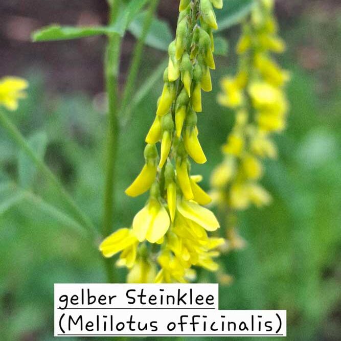 Blühender gelber Steinklee