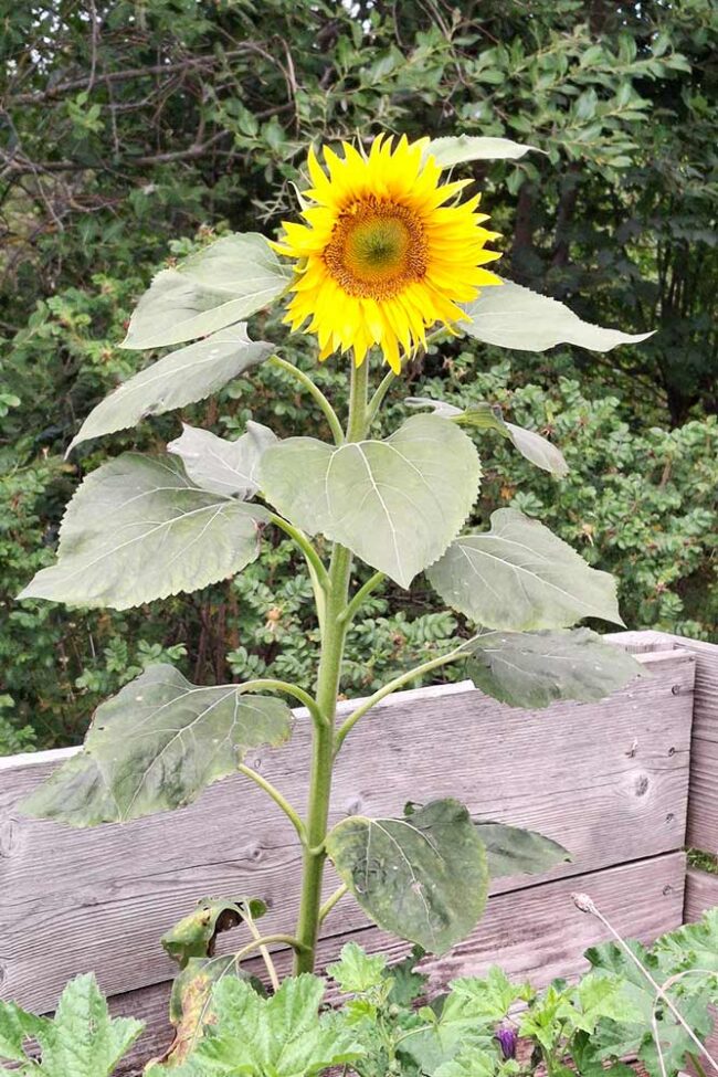 Sonnenblume Eine Sonnenblume in einem Beet mit Holzumrandung