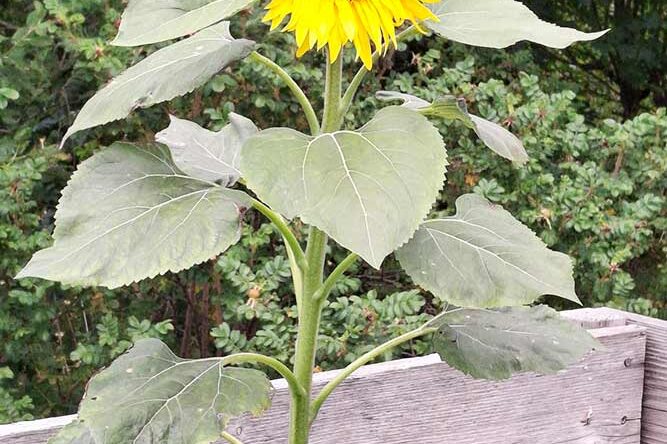 Eine Sonnenblume in einem Beet mit Holzumrandung