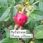 Apfelrose