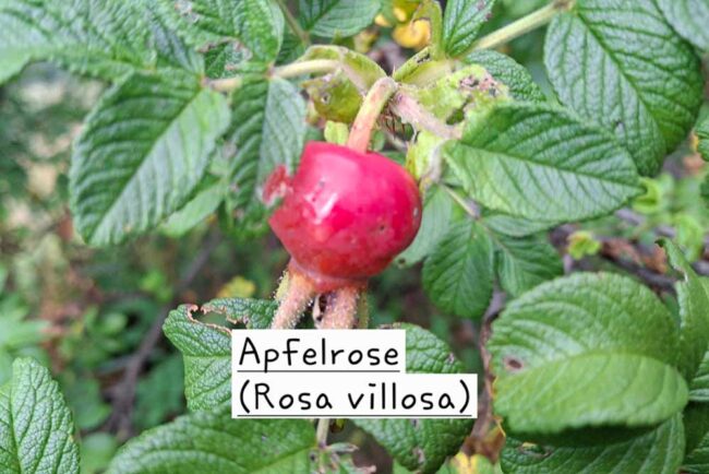 Apfelrose