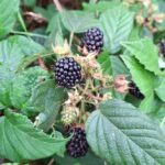 Brombeeren auf einem Strauch